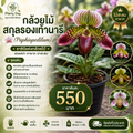 กล้วยไม้สกุลรองเท้านารี (Paphiopedilum)
