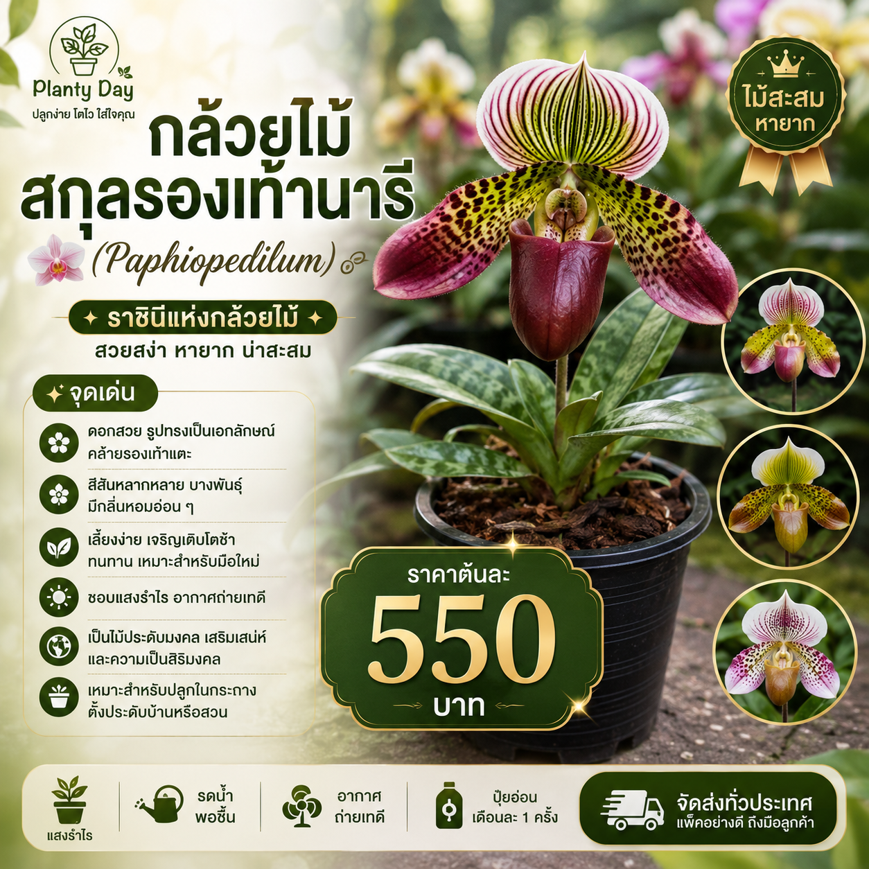 กล้วยไม้สกุลรองเท้านารี (Paphiopedilum)