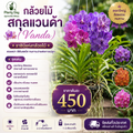 กล้วยไม้ สกุลแวนด้า (Vanda)
