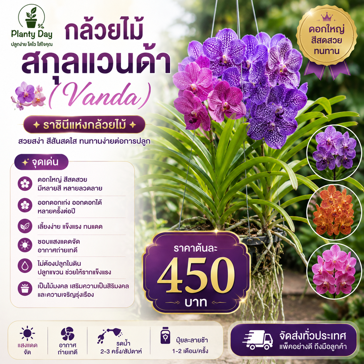 กล้วยไม้ สกุลแวนด้า (Vanda)
