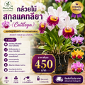 กล้วยไม้ สกุลแคทลียา (Cattleya)
