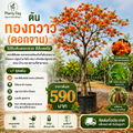 ต้นทองกวาว (ดอกจาน)