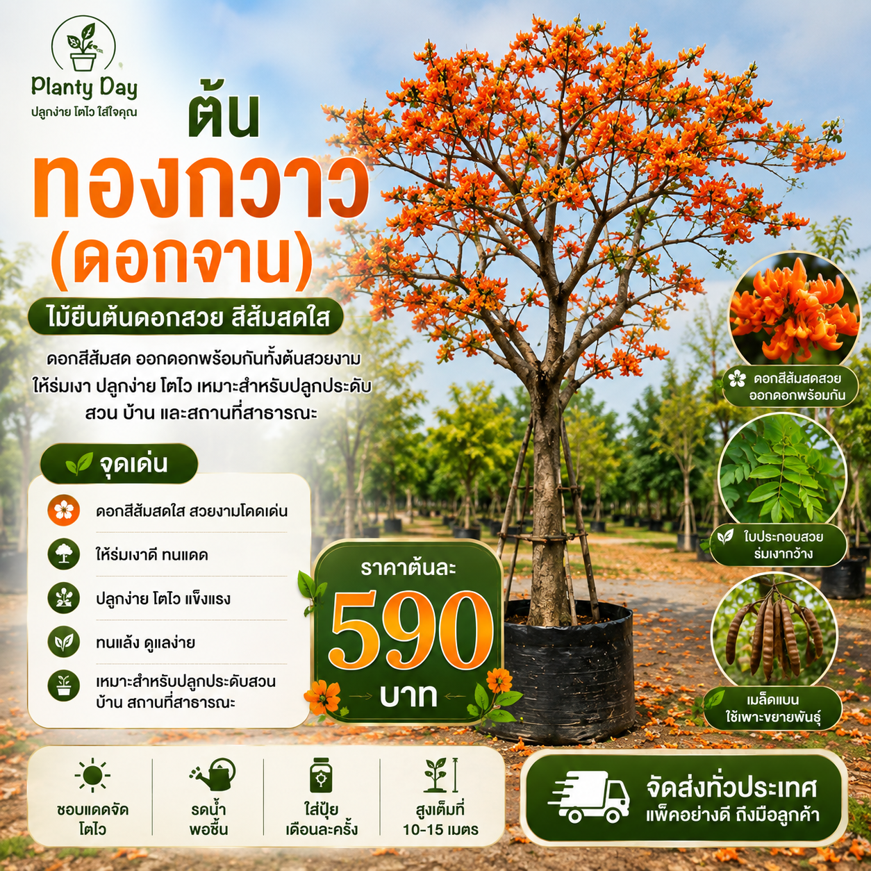 ต้นทองกวาว (ดอกจาน)