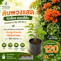 ต้นพวงแสด