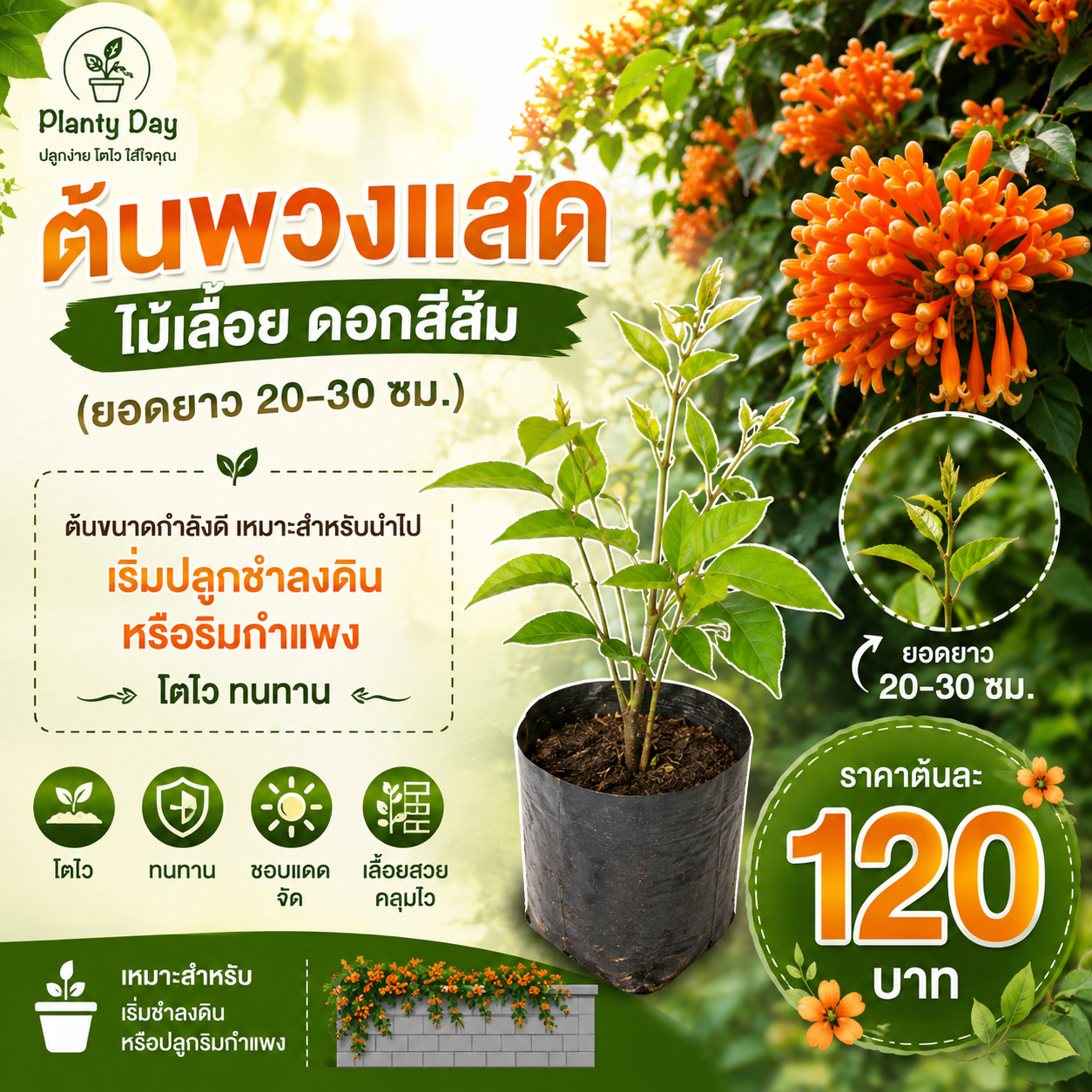 ต้นพวงแสด